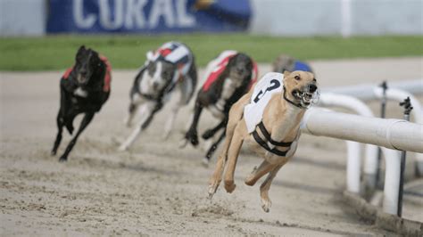 Greyhound Racing Results, Form & Betting Tips.